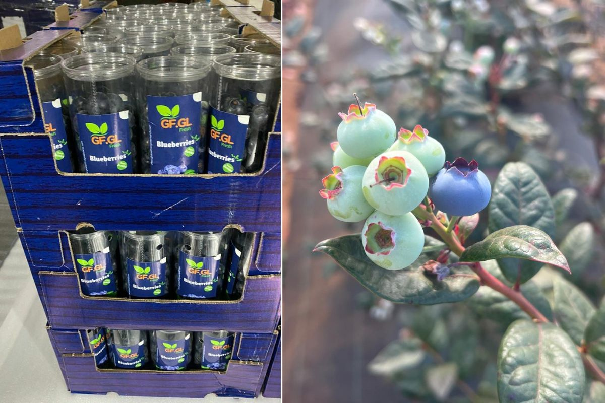 Sterke start voor blauwe bessenseizoen in Larache, Marokko