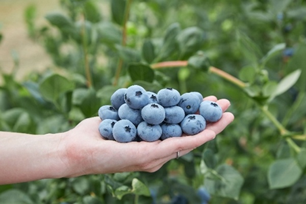 High-chill blauwe bessen genetica uitgebreid voor productie middenlaat seizoen