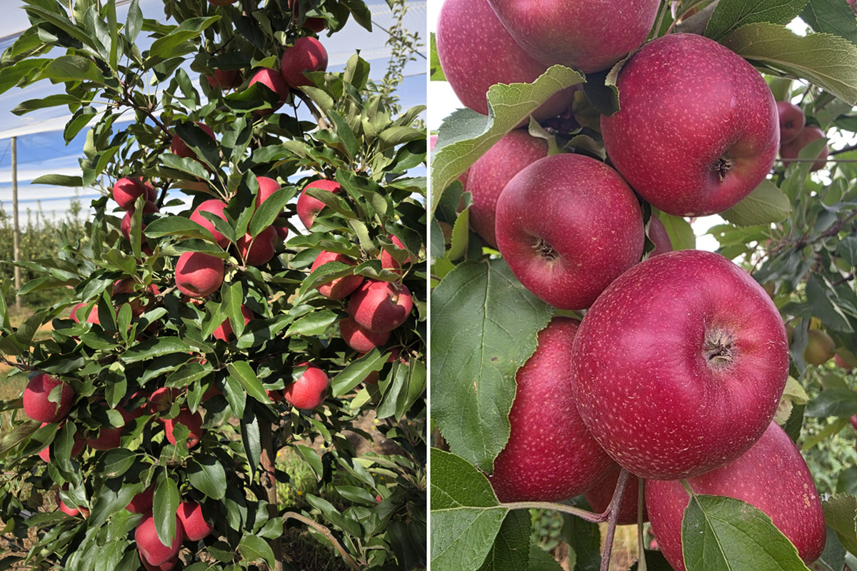 Oogst Zuid-Afrikaanse vroege appelen begint in de Vrijstaat
