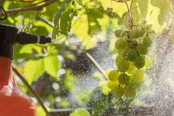 Europees fruitgebruik bij kinderen blijft laag, terwijl zorgen over gewasbeschermingsmiddelen toenemen