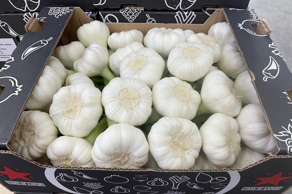 "Oogst van Egyptische knoflook mogelijk iets kleiner dan gebruikelijk"