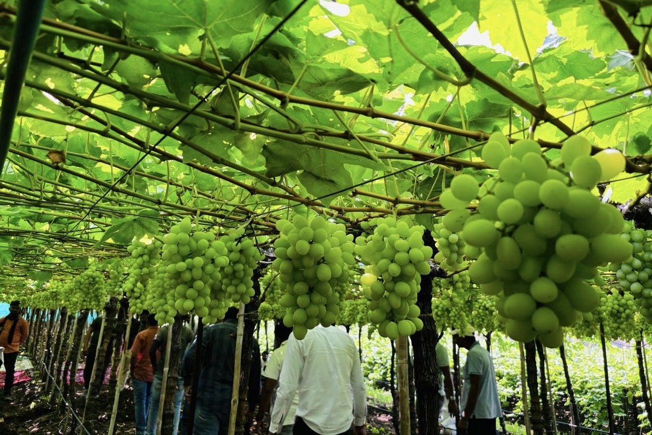 "Nieuwere druivenrassen houden de hoop op export levend in India"