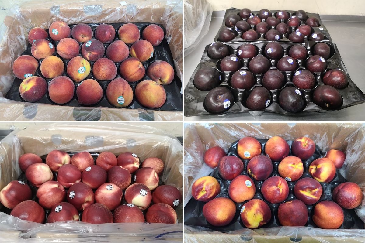 Nederland blijft bestemming voor Chileense steenfruit