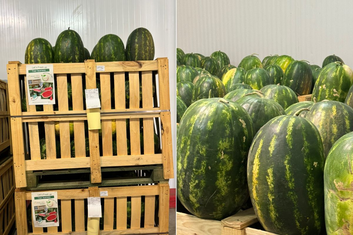 Positieve vooruitzichten voor Marokkaanse watermeloenexport