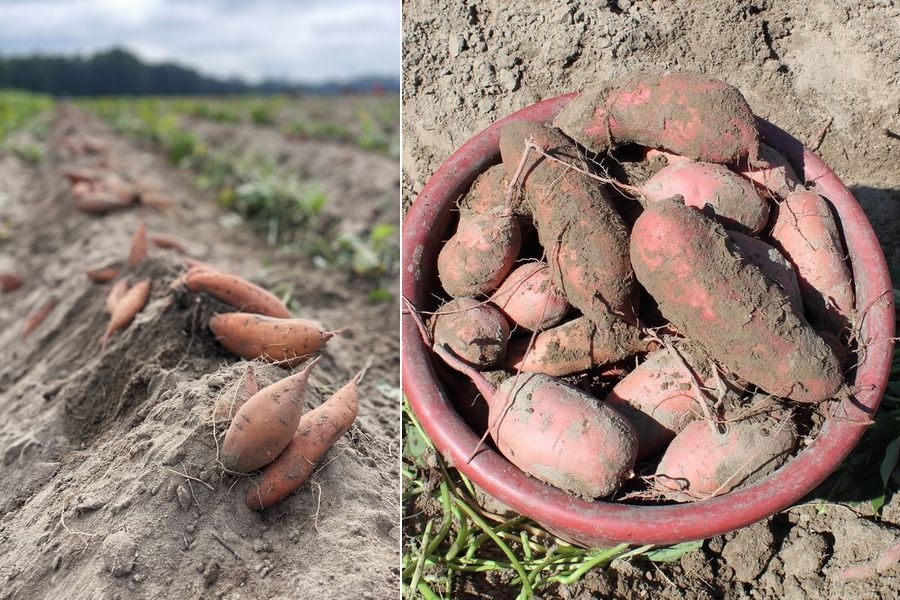 Europa blijft belangrijkste bestemming voor Amerikaanse zoete aardappelen