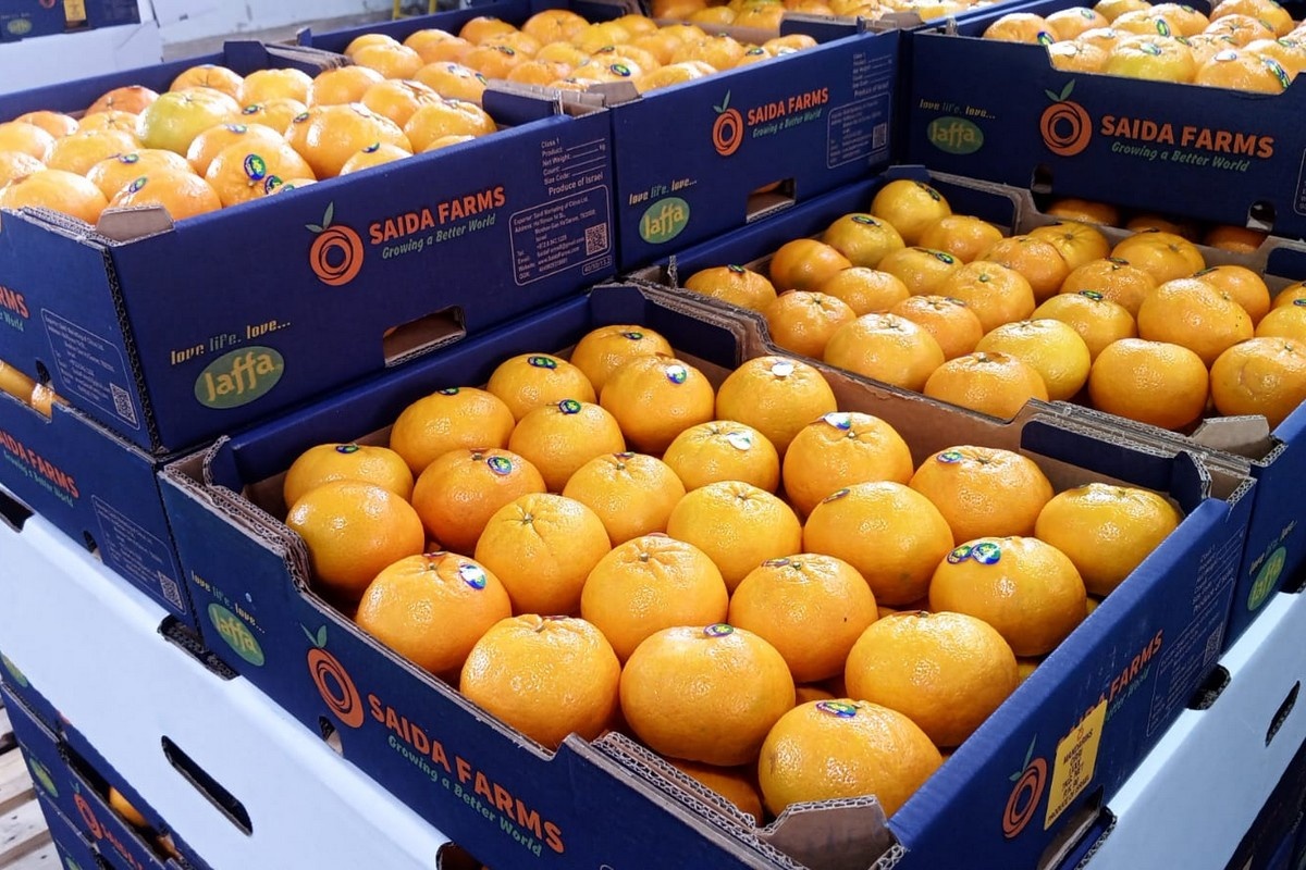 "Grotere oogst van Orri-mandarijnen verwacht"