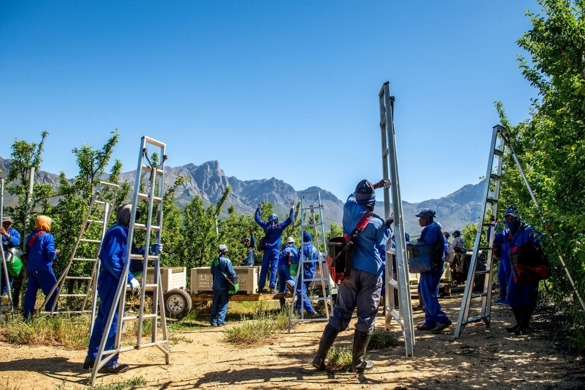 Westkaap blijft kernregio voor gecertificeerd steenfruit