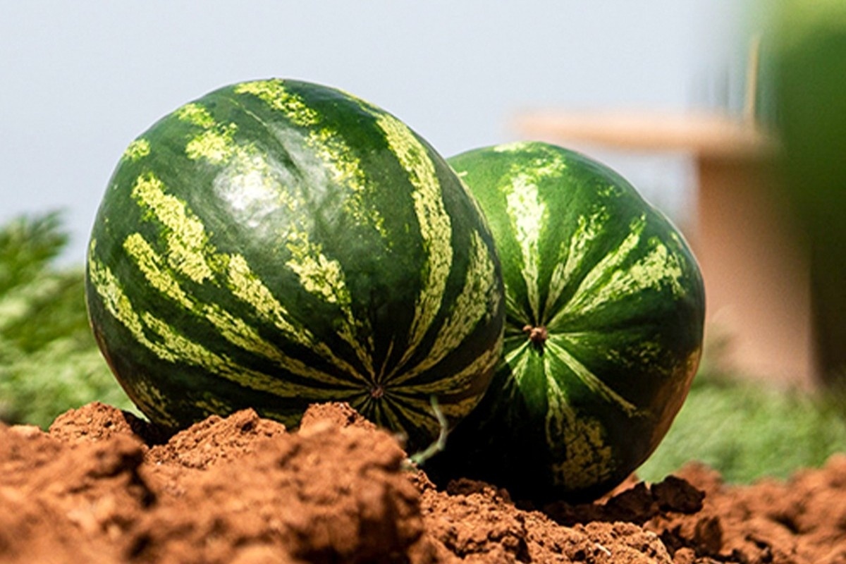 Vroege watermeloenen uit Kreta en Ilia vooral gericht op export