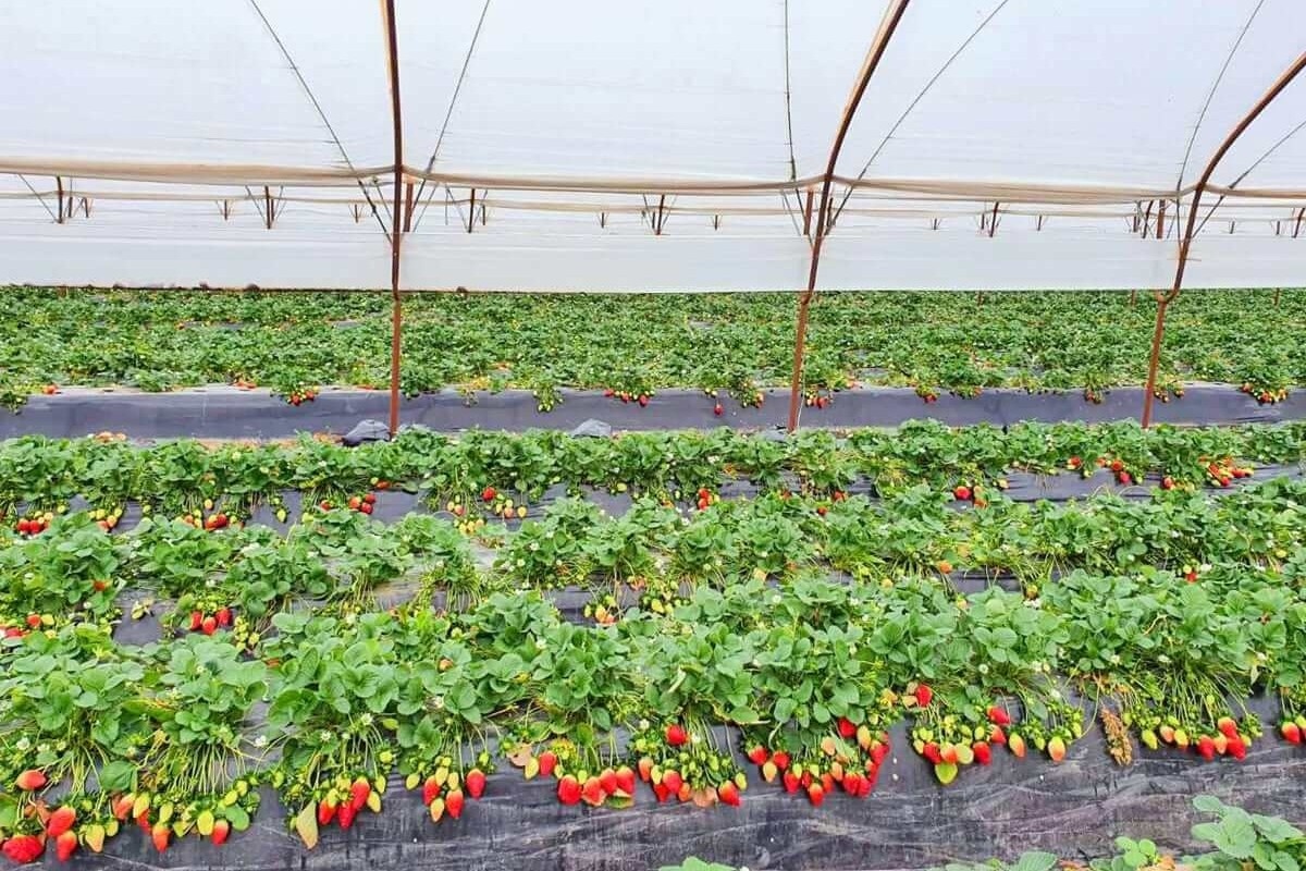 Griekse aardbeienprijzen herstellen nu Egyptische druk afneemt