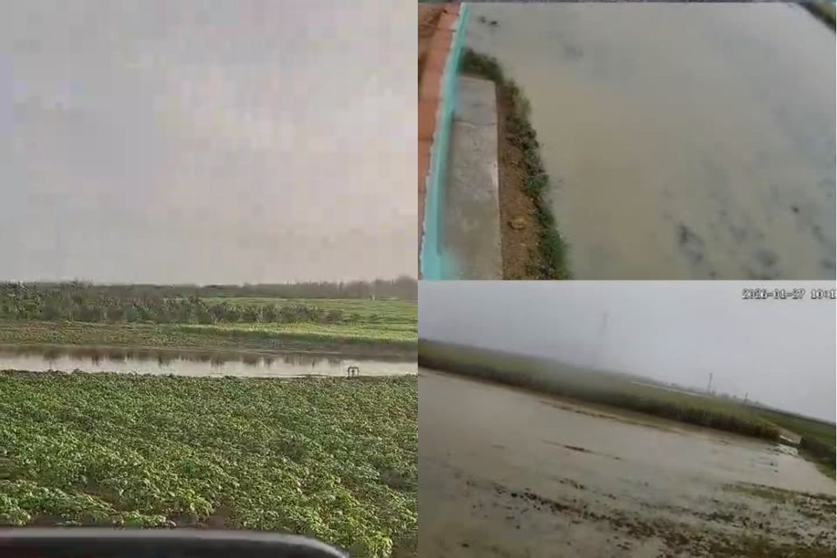 "Aanhoudende regenval verandert aardappelpercelen in één grote modderpoel"