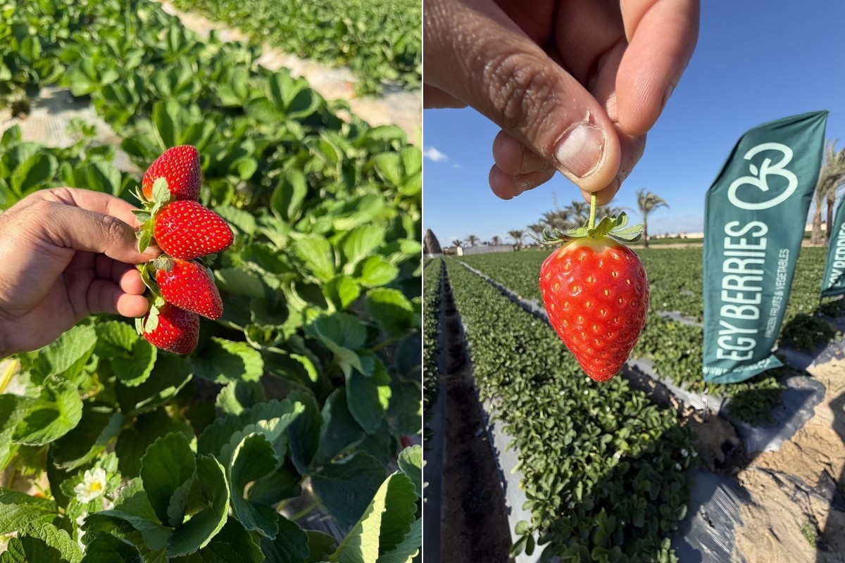 "Egyptisch areaal aardbeien toegenomen, maar opbrengst per hectare gedaald"