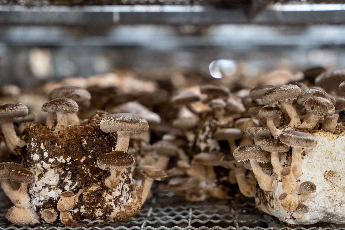 Oekraïense shiitake-teelt onder druk door stroomuitval en arbeidstekort