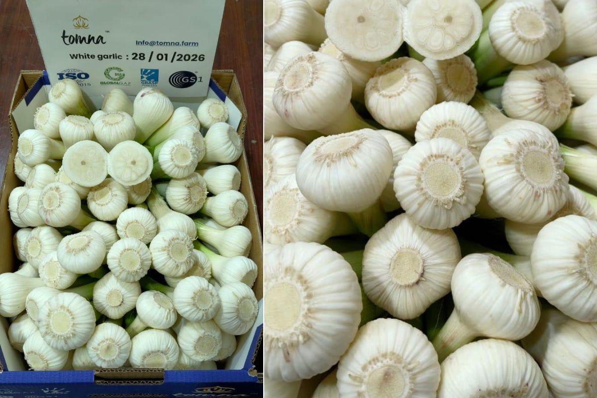 Egyptisch knoflookexportseizoen begint met luchtvracht naar Europa