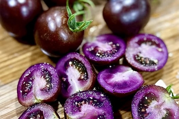 GMO Purple Bliss-tomaten goedgekeurd voor afzet in retail