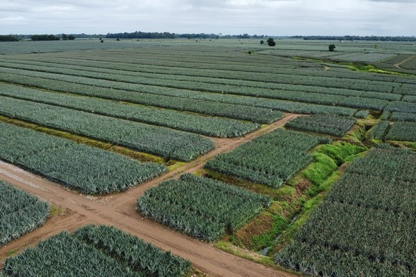 Costa Rica start jaar met krappe ananasvolumes, prijzen trekken aan