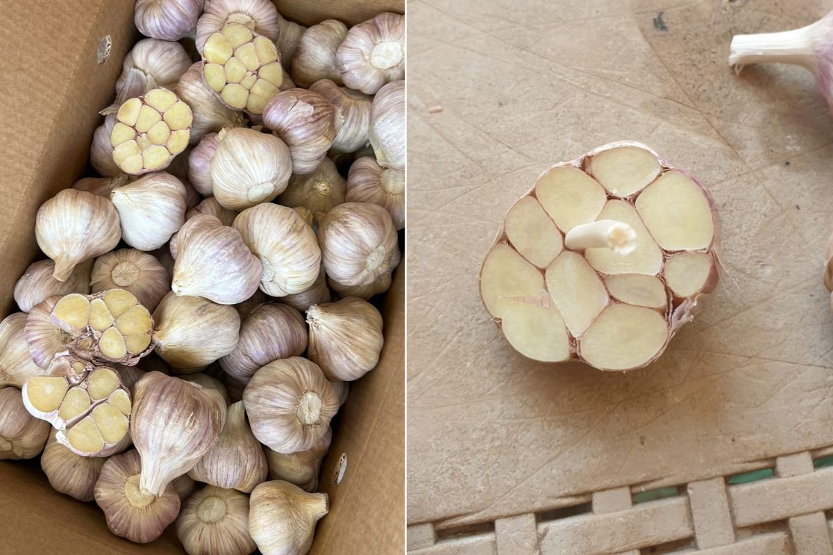 Eerste Egyptische groene knoflook arriveert vroeg op EU-markt