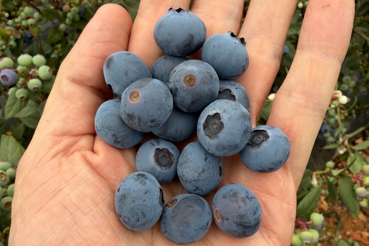 Tropical Blue blauwe bessen doen het al vroeg goed in Zuid-Spanje