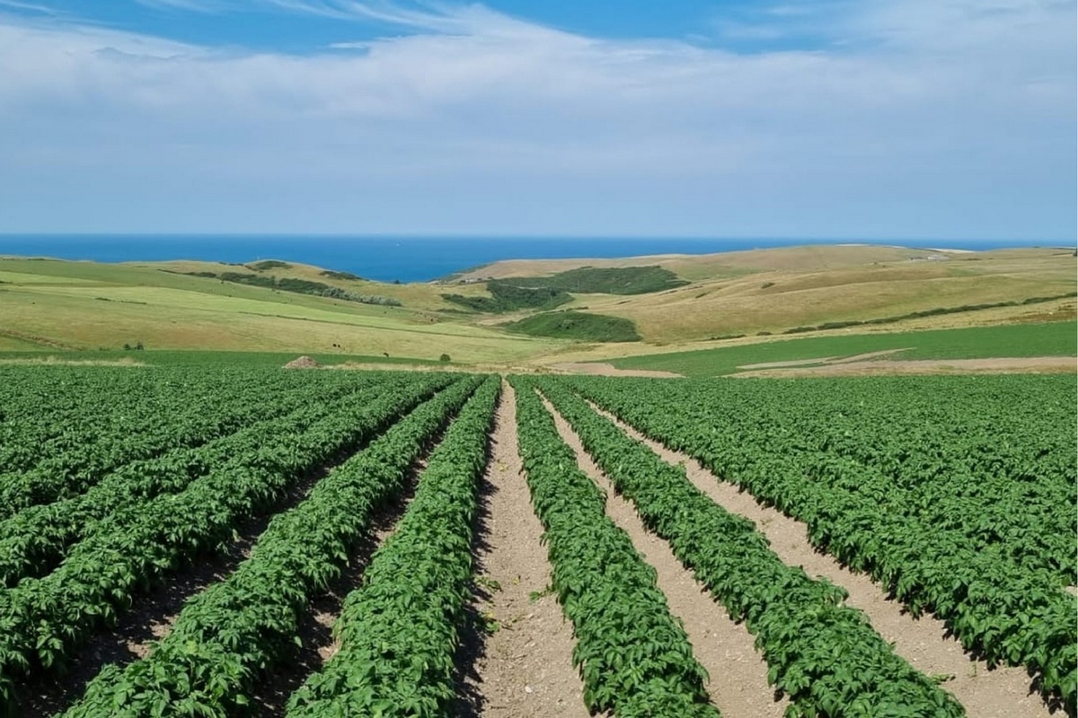 Royal HZPC Group rondt overname van IPM af