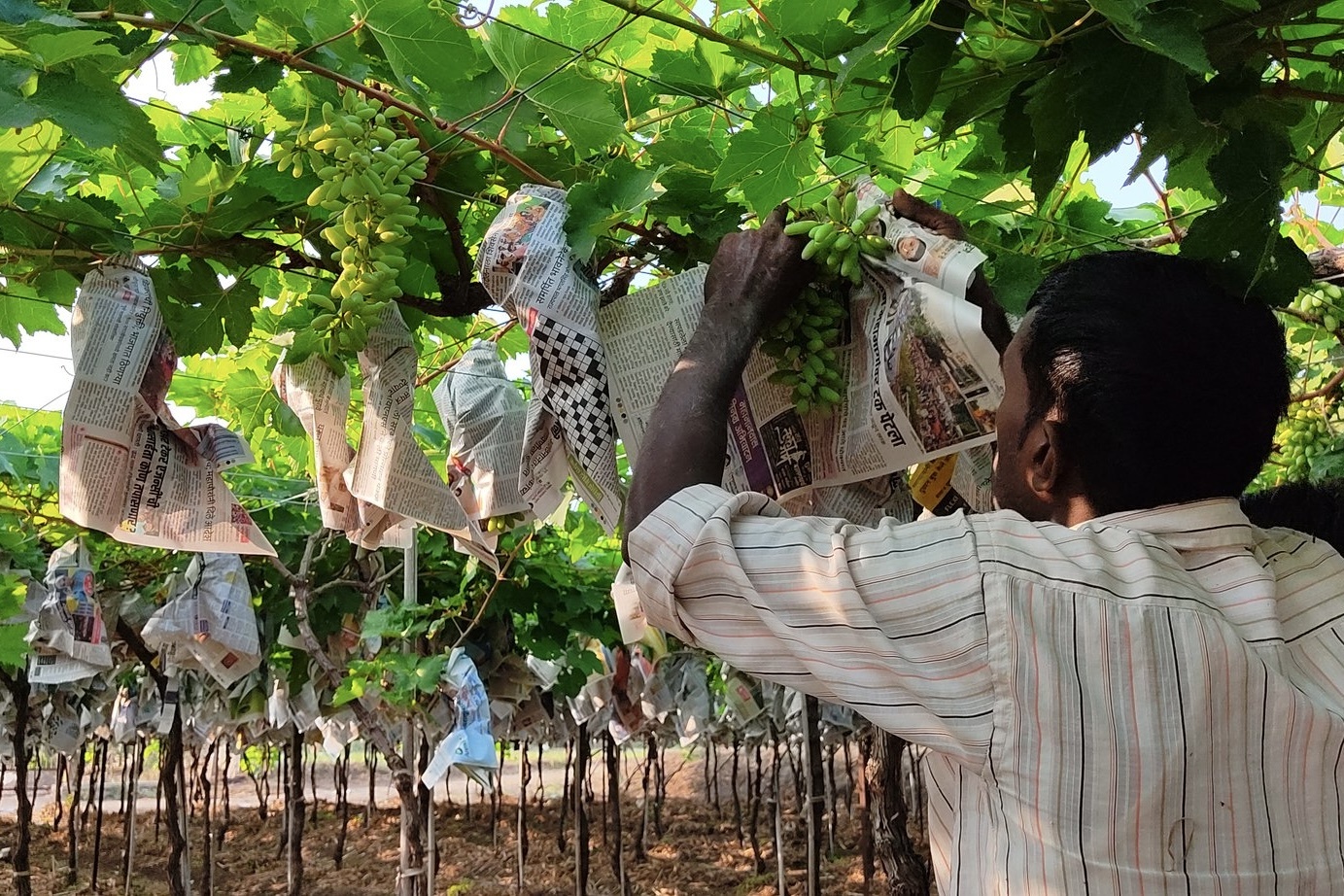 Export van Indiase druiven naar Europa vertraagd door onvoldoende Brix-waarden