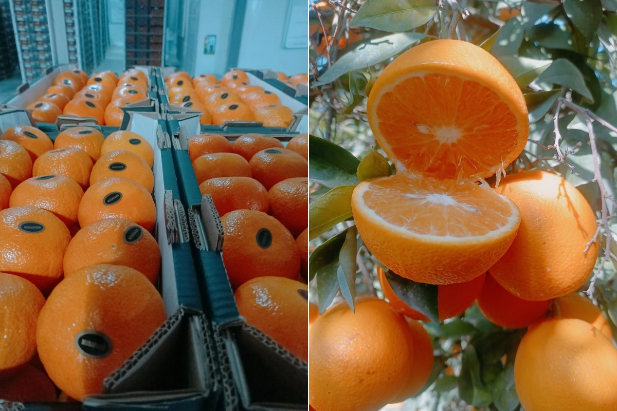 Goede kwaliteit en voldoende grote maten voor Egyptische Valencia’s