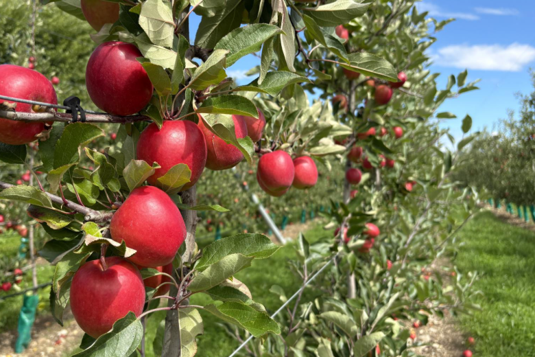 "Veelbelovende start voor een ras dat de wereldwijde volumes bijna elk jaar heeft verdubbeld"