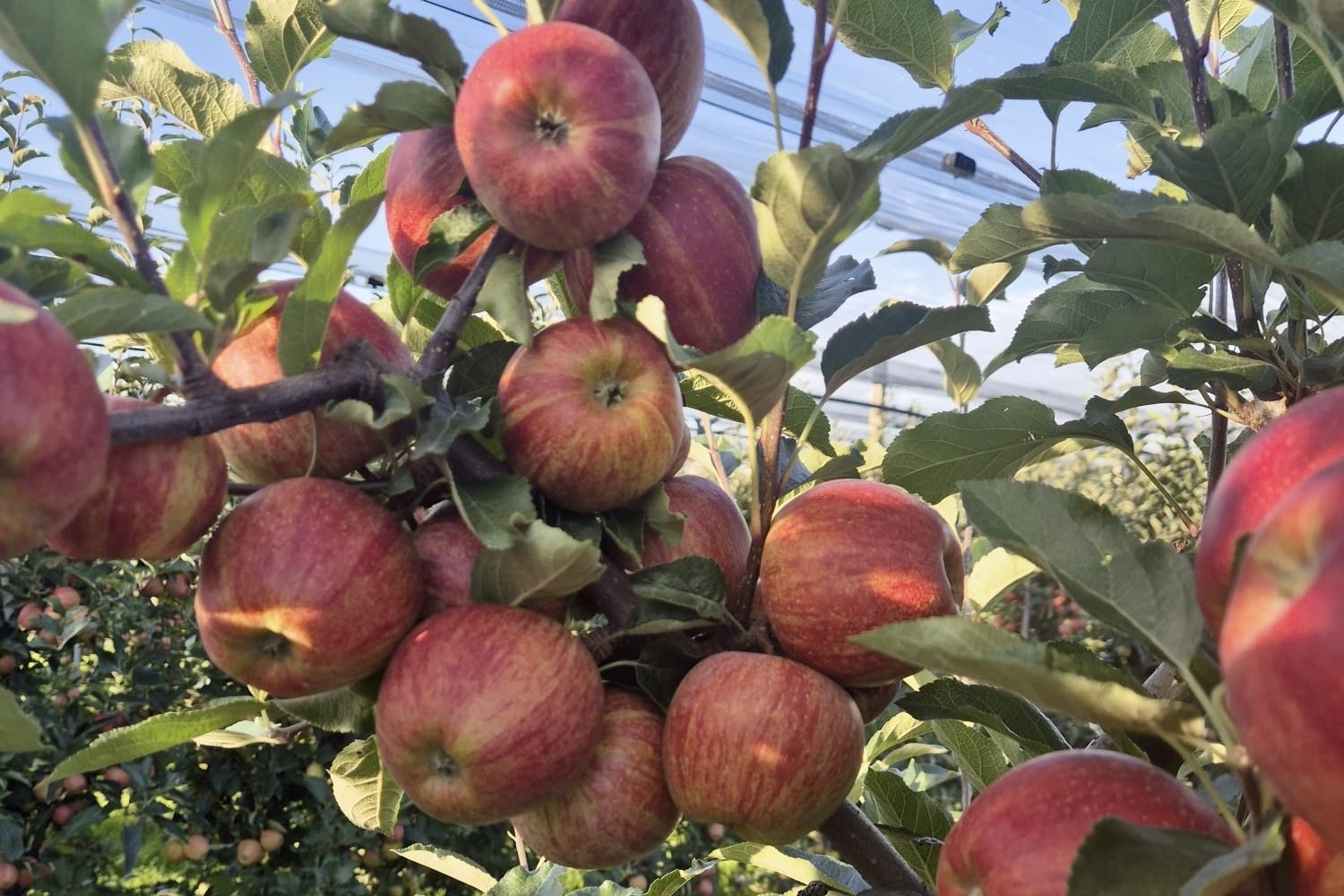 India vergroot import Europese appels door problemen bij traditionele herkomsten