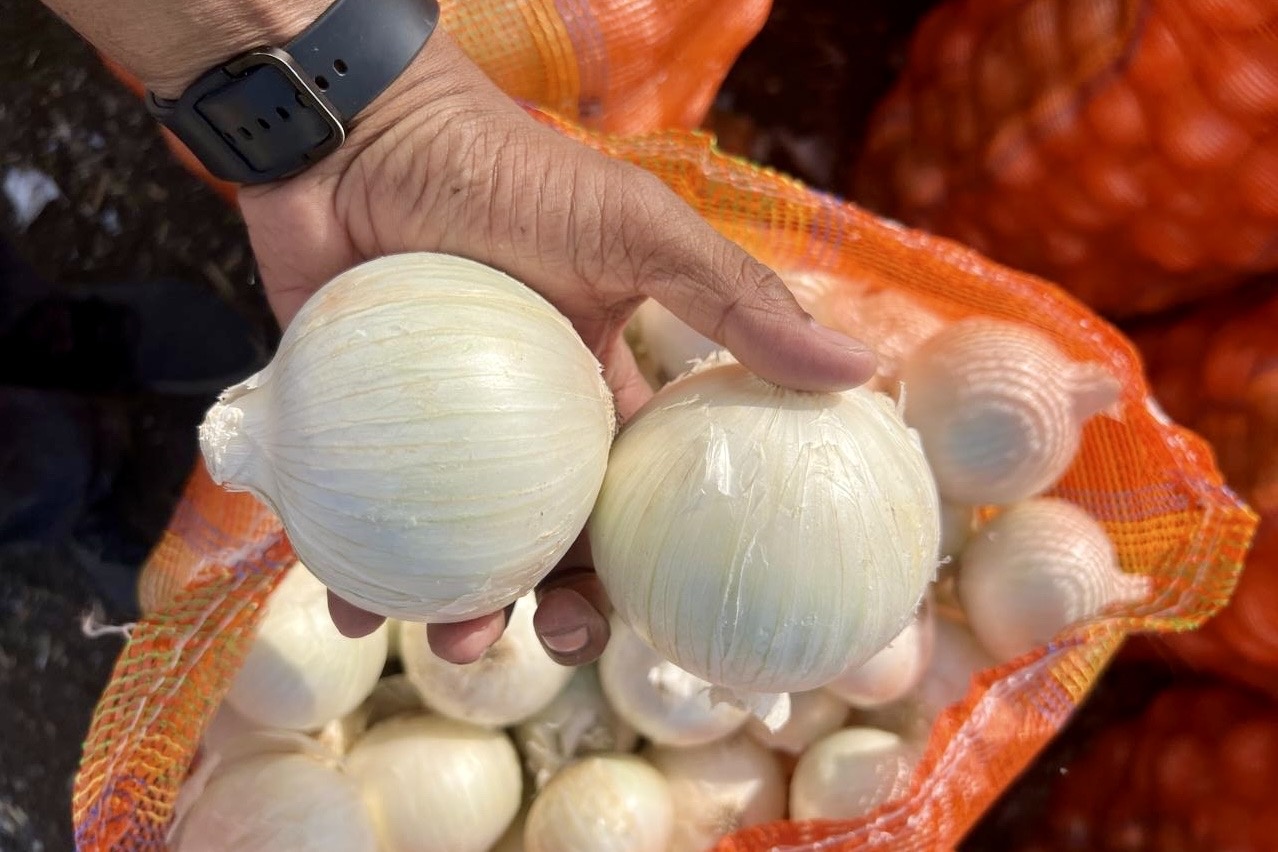 Indiase witte uien competitiever na afschaffing exportheffing