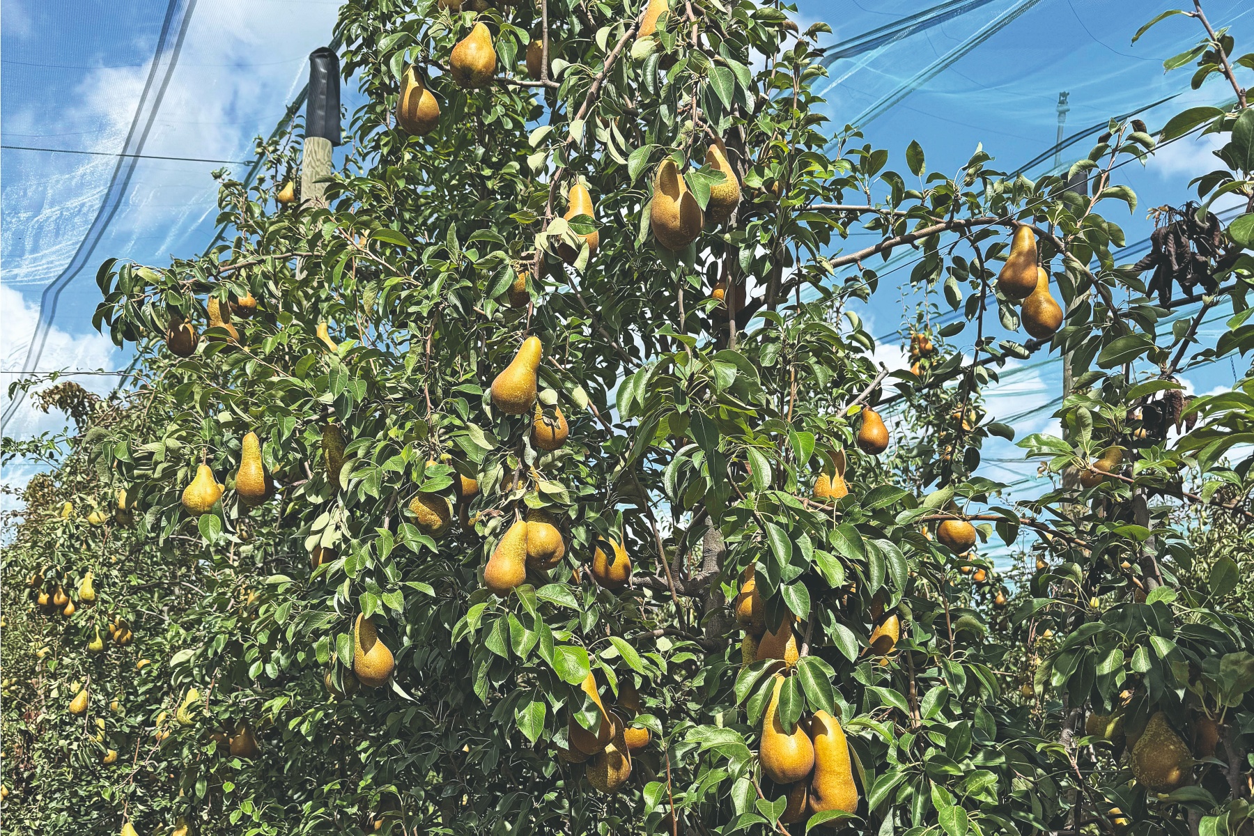 Abate-peer keert terug in Franse boomgaarden