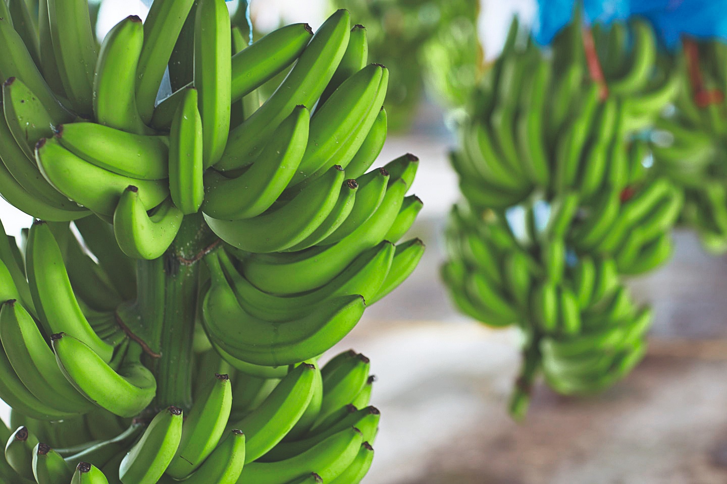 Costa Ricaanse bananensector toont herstel, ondanks lagere volumes in 2025