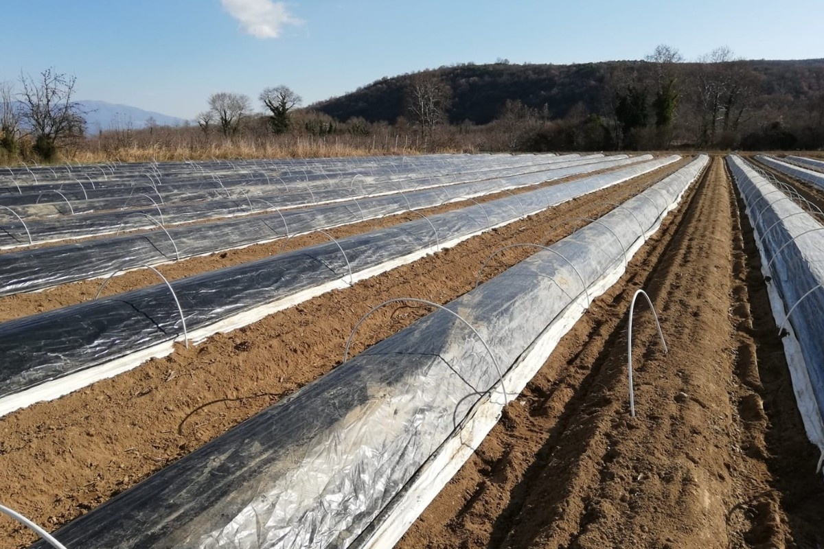 Griekse witte aspergeoogst start begin maart na lichte vertraging