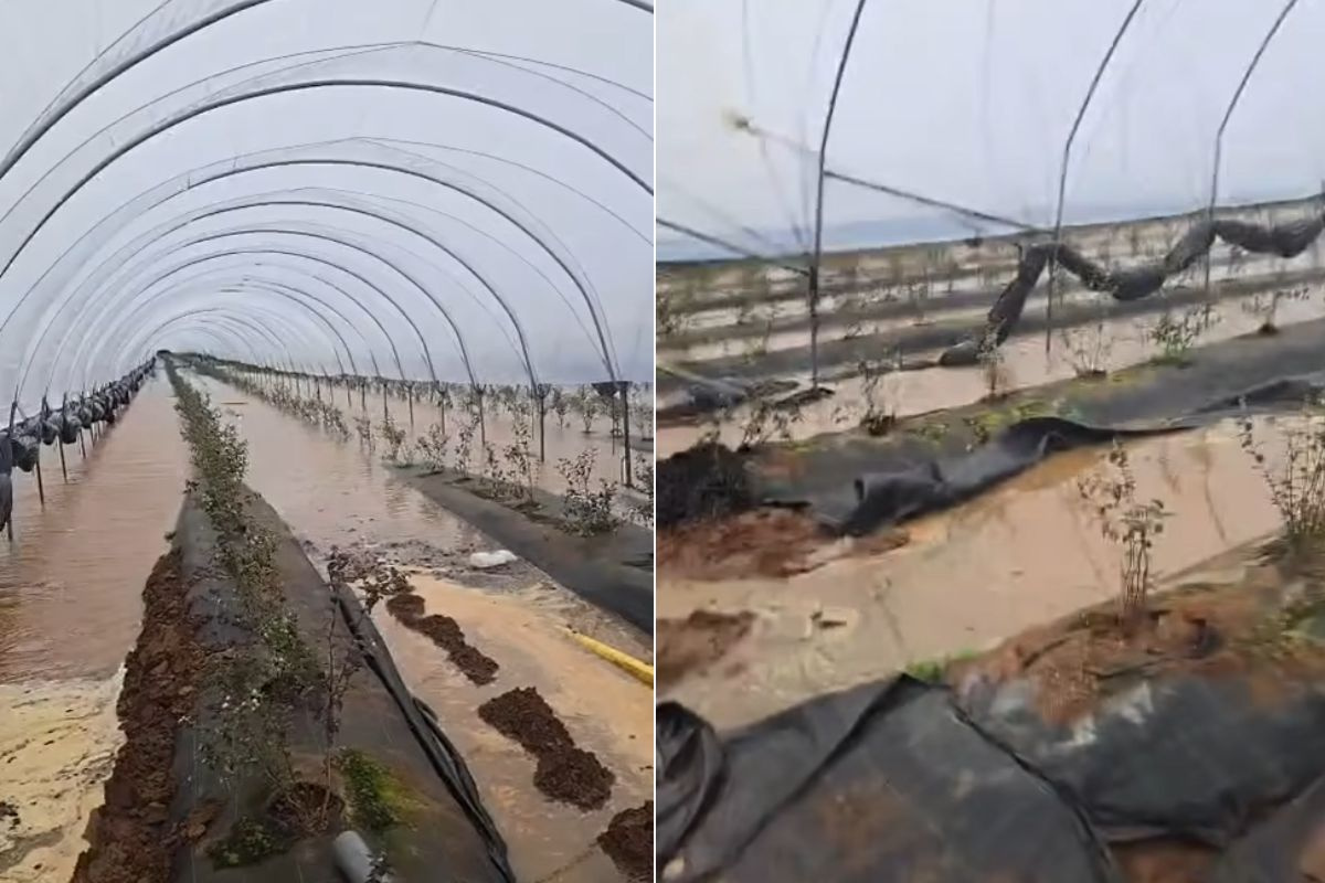 Abrupt seizoenseinde voor veel Marokkaanse zachtfruittelers