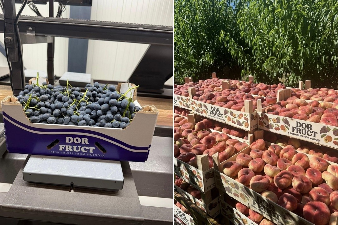 Nederland blijft belangrijke bestemming Moldavische druiven