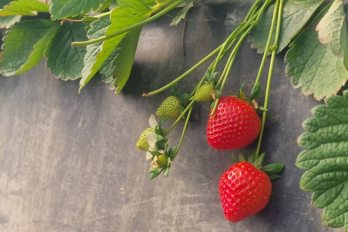 Tornado en hevige regen zorgen niet voor grote schade, maar gebrek aan zon nekt Griekse aardbeiensector