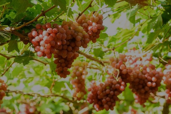 Chili start met druiven, terwijl Peruaanse oogst afloopt