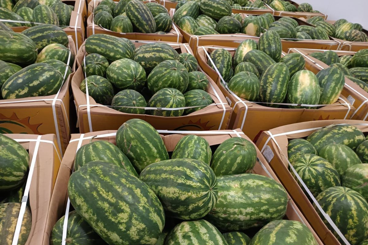 Hoge importtarieven houden Mauritaanse exporteurs weg van sterke Marokkaanse vraag naar watermeloenen