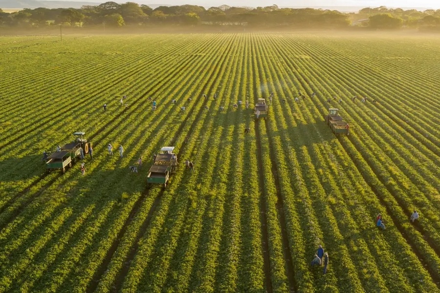 Fresh Del Monte rapporteert $4,32 miljard aan netto-omzet in boekjaar 2025