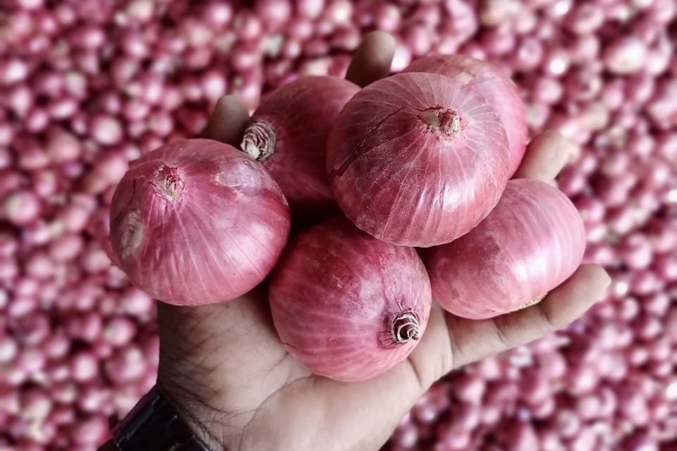 Indiase uienexporteurs bereiden zich voor op verschuiving naar roze rassen