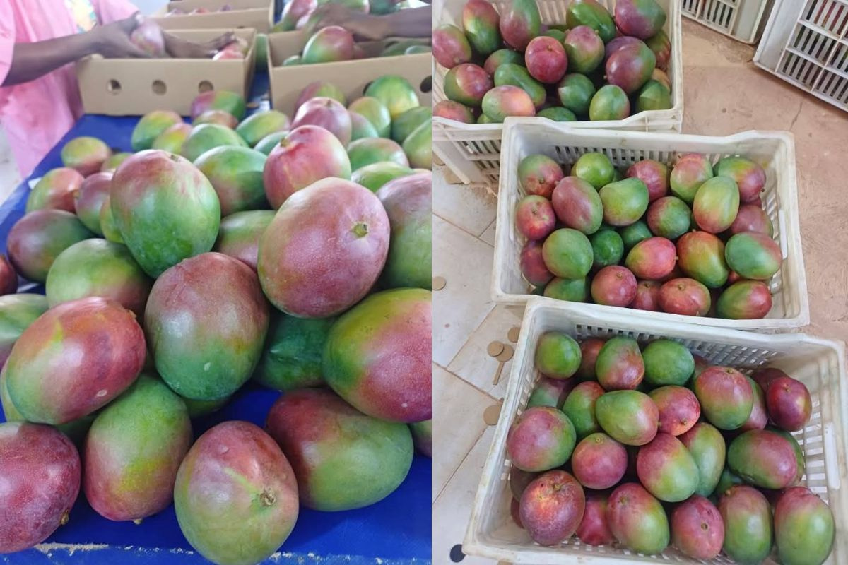Slecht weer drukt mango-oogst in Ivoorkust