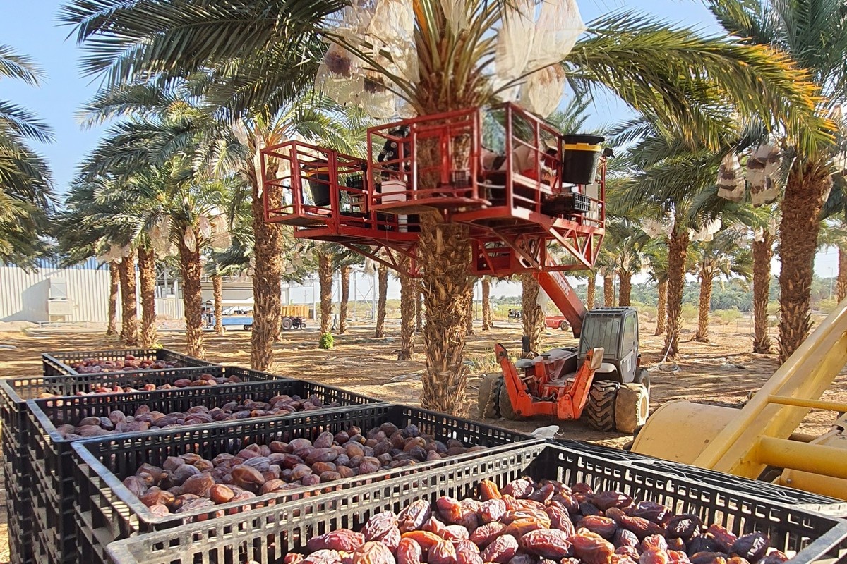 Israëlische exporteur breidt dadelactiviteiten uit te midden van de stijgende wereldwijde vraag