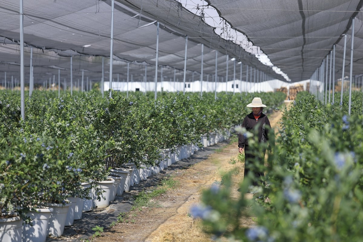 Turkse telers blauwe bessen verwachten hogere opbrengsten