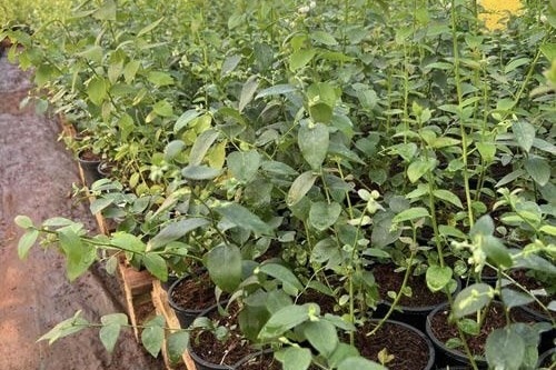 Blauwe bessen blijven uitdaging voor Indiase telers