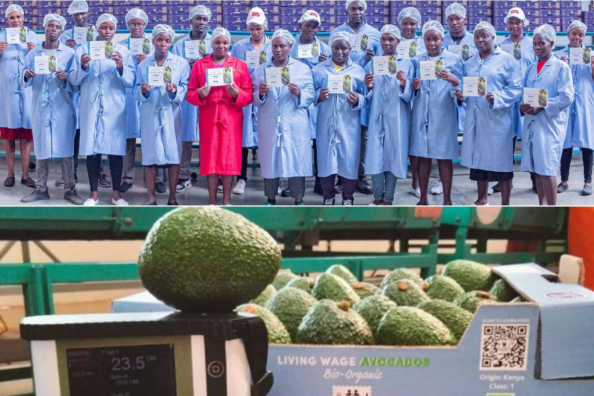 Biologische teelt vormt 10% van Keniaanse avocado-export