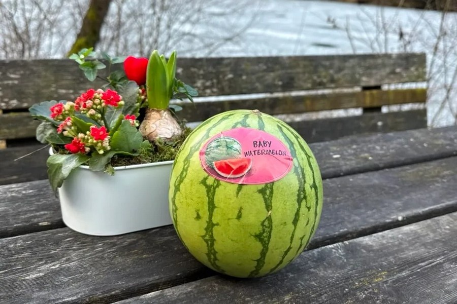 Brazilië breidt winterexport watermeloenen naar Europa uit