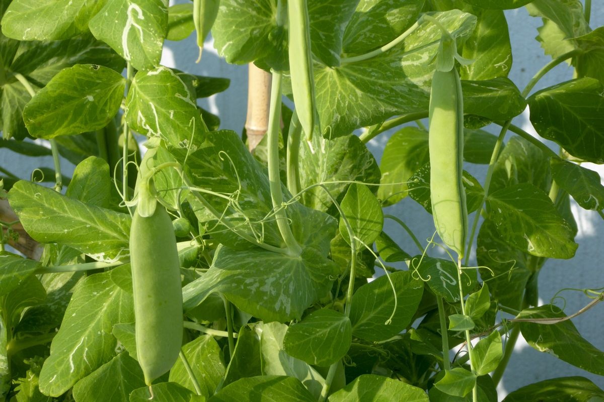 Gat in aanvoer sugarsnaps tussen Guatemala- en Peruseizoen