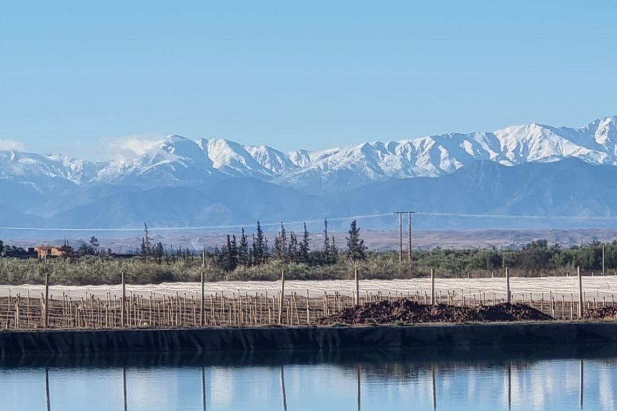 Herstel van droogte in Marokko herstelt ook vertrouwen van telers