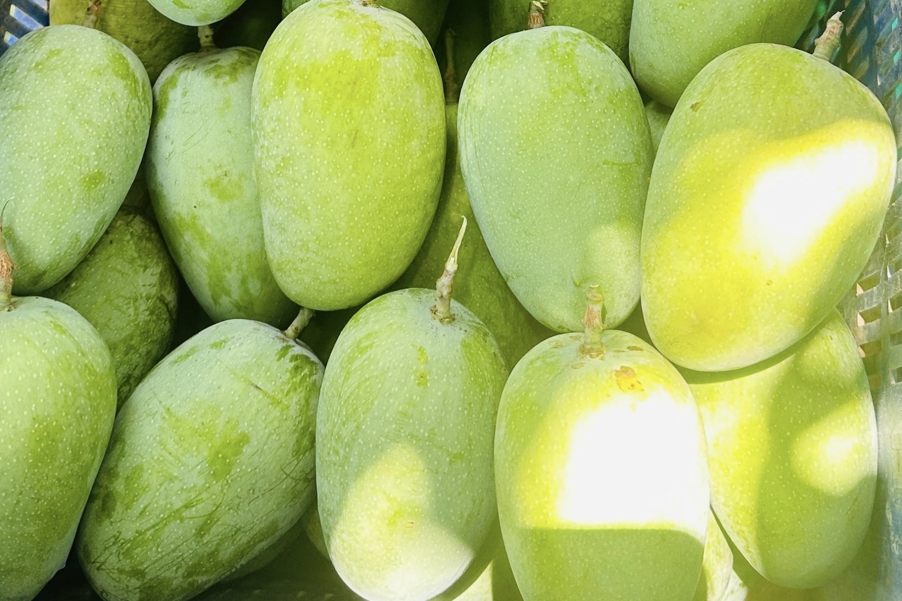 "Het Indiase mangoseizoen ziet er dit jaar veelbelovend uit"