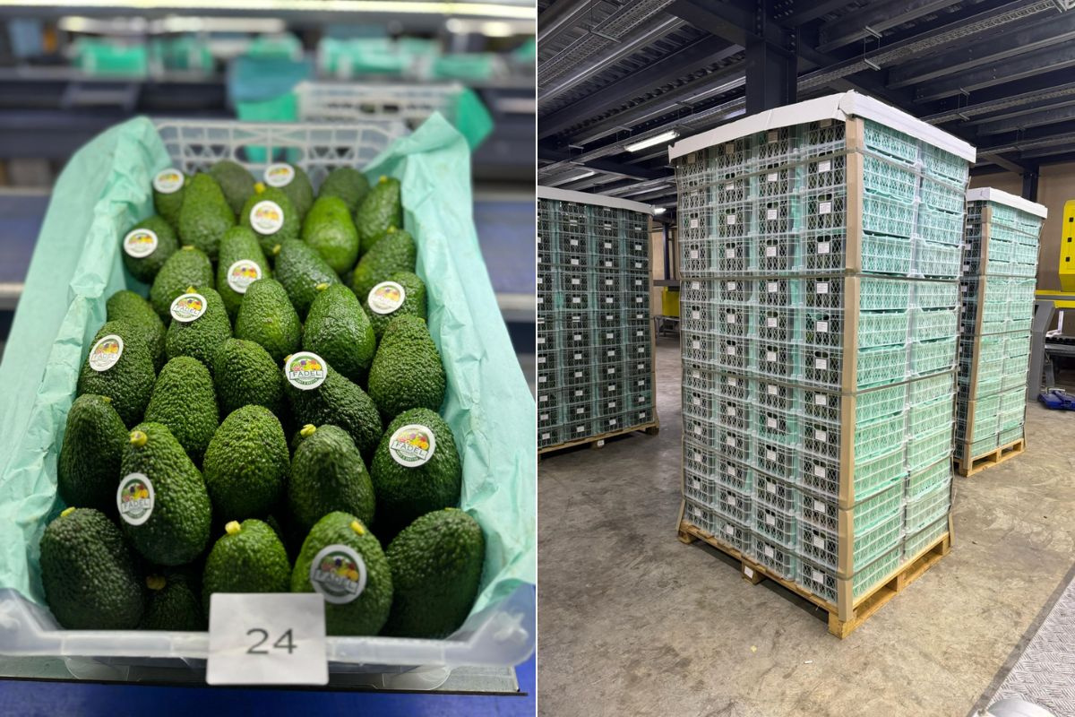 Nederland belangrijke afnemers van Libanese avocado’s