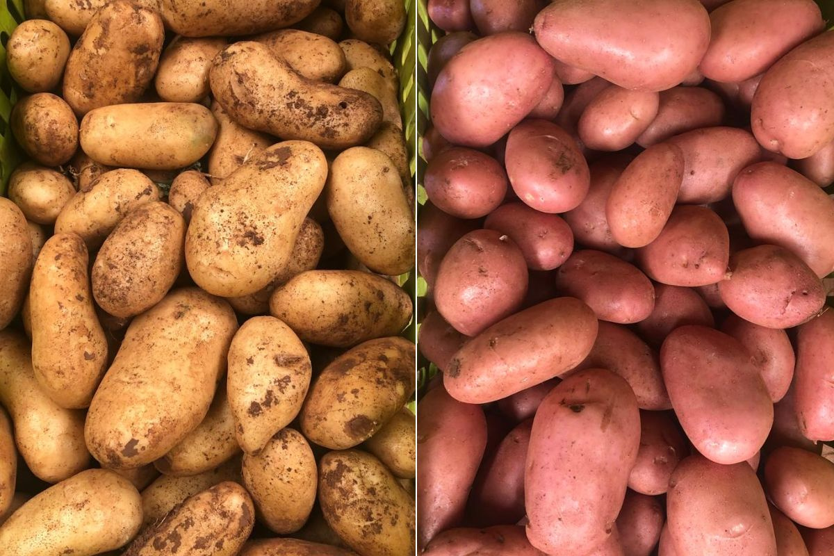 Aanzienlijke toename van aardappelareaal in oostelijk Marokko