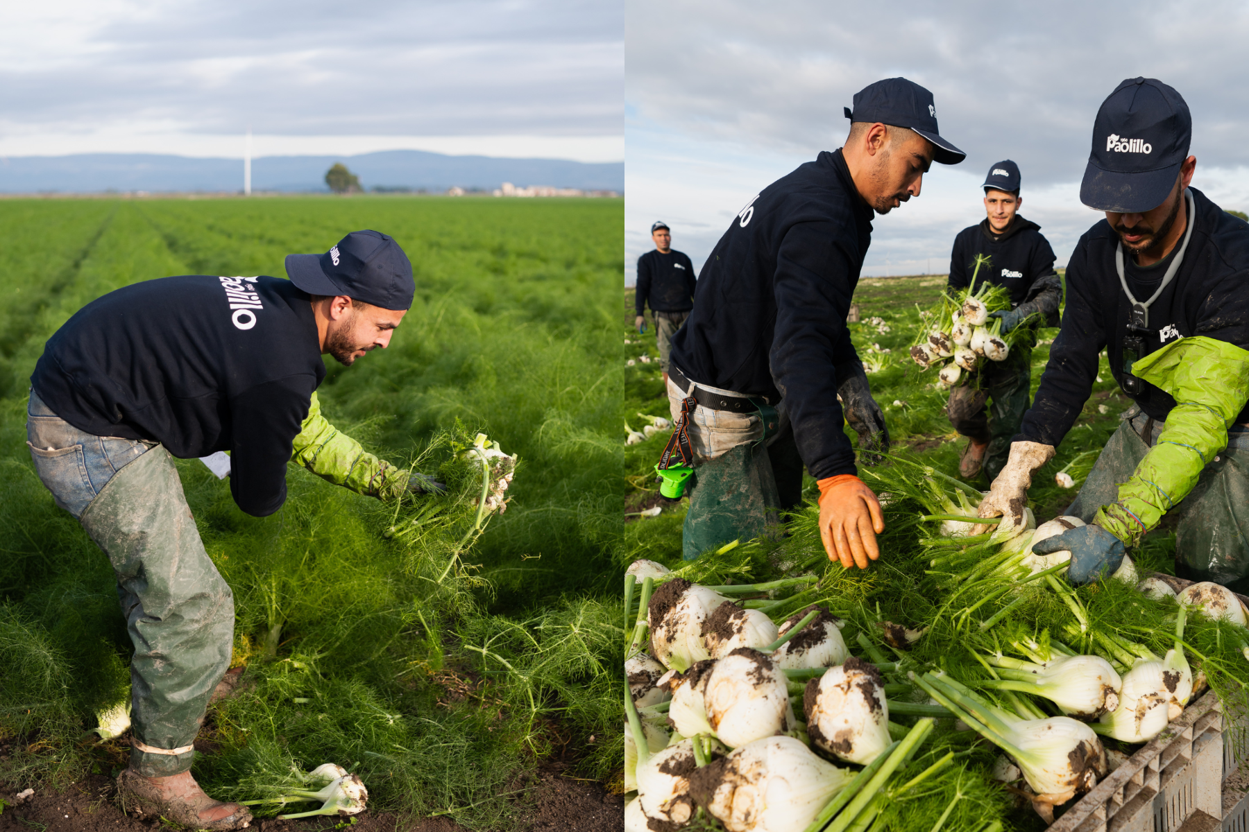 "Nieuwe rassen verlengen venkelseizoen en verbeteren continuïteit van aanbod"
