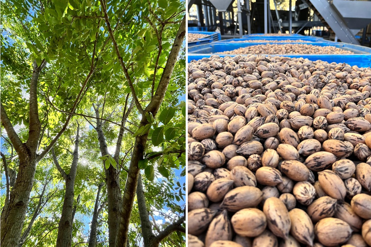 Zuid-Afrika wil dit jaar export pecannoten naar Europa hervatten